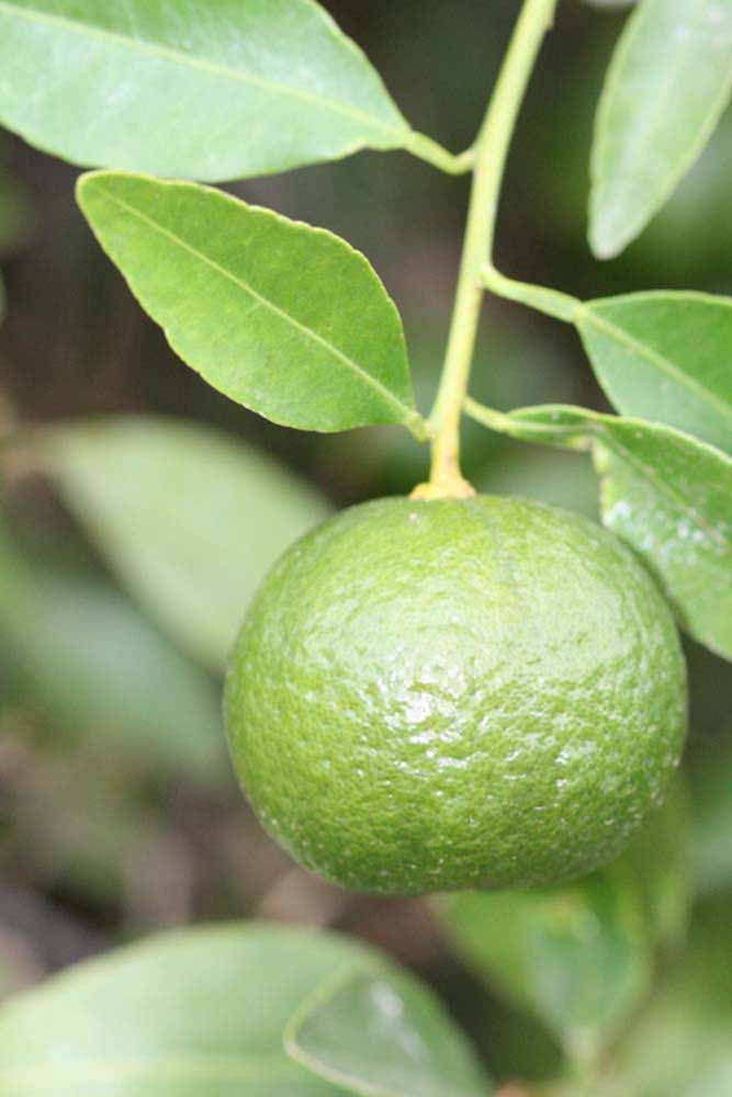            Immature fruit (Riverside, CA)   